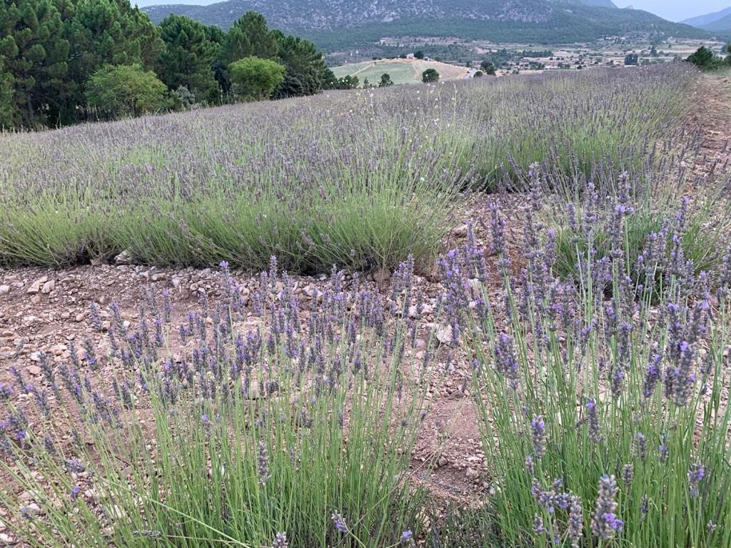 El Portal De Moratalla Buitenkant foto